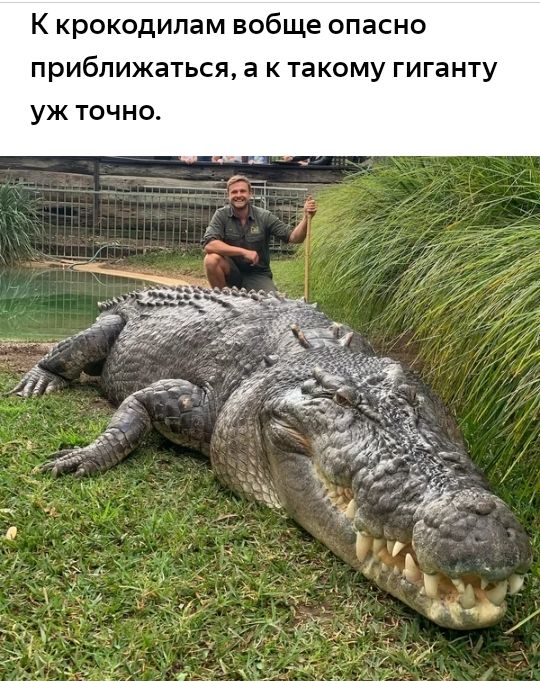 К крокодипам вобще опасно приближаться а к такому гиганту уж точно