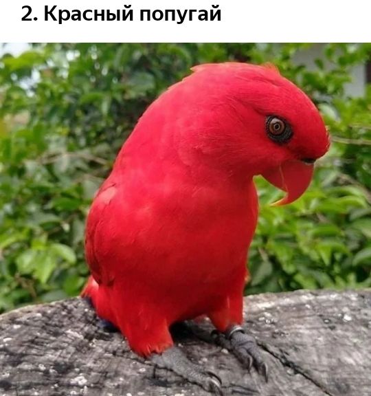 2 Красный попугай _ Р 5