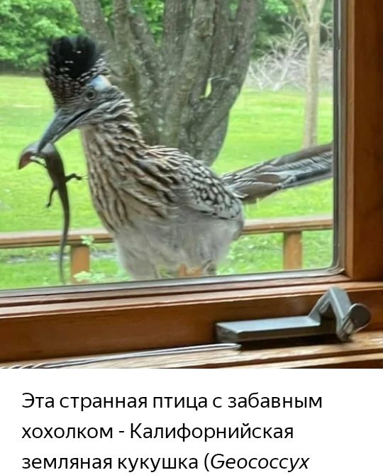 Эта странная птица с забавным хохолком Калифорнийская земляная кукушка беососсух