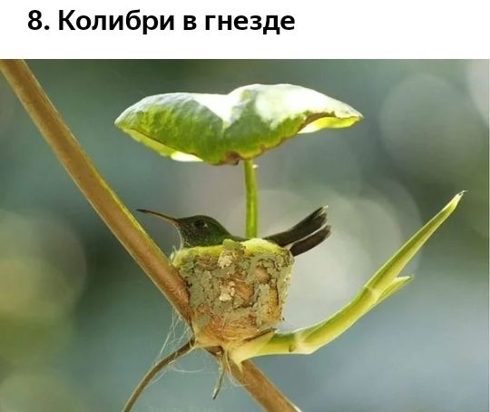8 Колибри в гнезде