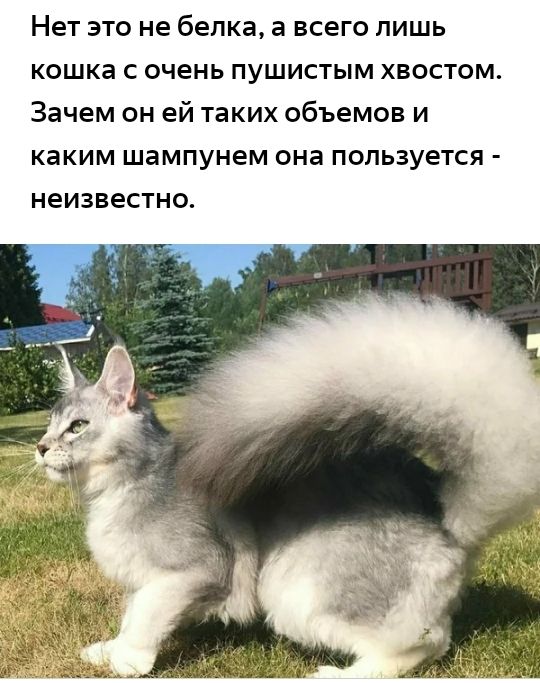 Нет это не белка а всего лишь кошка с очень пушистым хвостом Зачем он ей таких объемов и каким шампунем она пользуется неизвестно