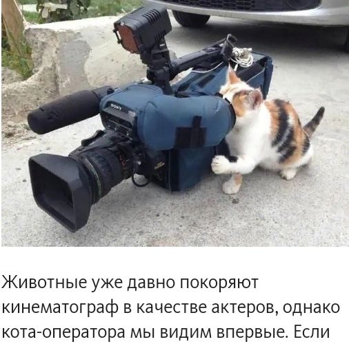 ЖИВОТНЫе уже давно ПОКОРЯЮТ кинематограф В КЗЧЕСТВЕ актеров однако кота оператора мы видим впервые ЕСЛИ