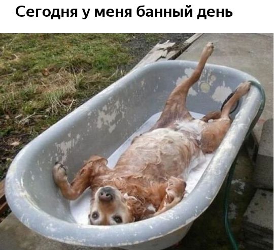 Сегодня у меня банный день