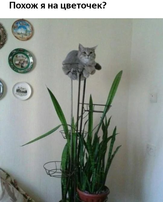 Похож я на цветочек