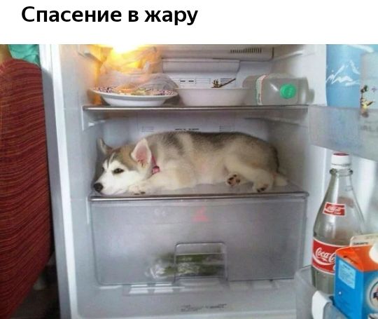у р а ж в е и н е с а п С