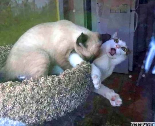котипчгд