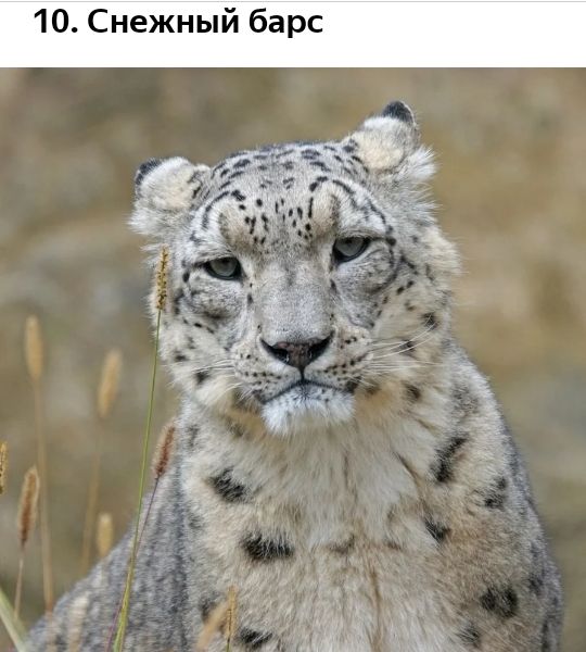 10 Снежный барс