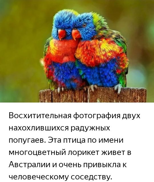 Восхитительная отография двух нахохпившихся радужных попугаев Эта птица по имени многоцветный лорикет живет в Австралии и очень привыкла к человеческому соседству