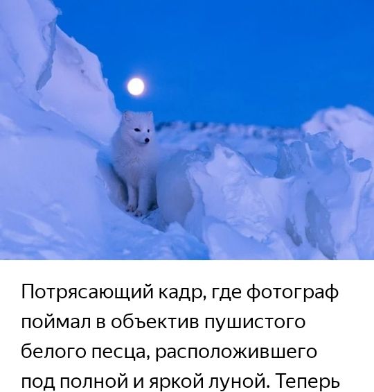 Потрясающий кадр где фотограф поймал в объектив пушистого белого песца распопожившего под полной и яркой пуной Теперь