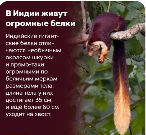 В Индии живут огромные белки Индийские гигант ские белки отпи чаются необычным окрасом шкурки и прямотаки огромными по беличьим меркам размерами тела длина тела у них достигает 35 см и ещё более 60 см уходит на хвост