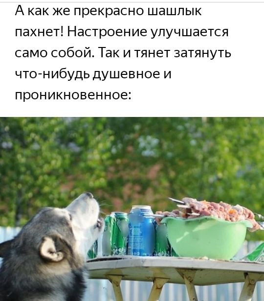 А как же прекрасно шашлык пахнет Настроение улучшается само собой Так и тянет затянуть что нибудь душевное и проникновенное ЧЕГПЦШнп ЧШ