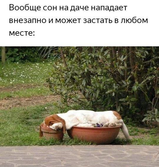 Вообще сон на даче нападает внезапно и может застать в любом месте
