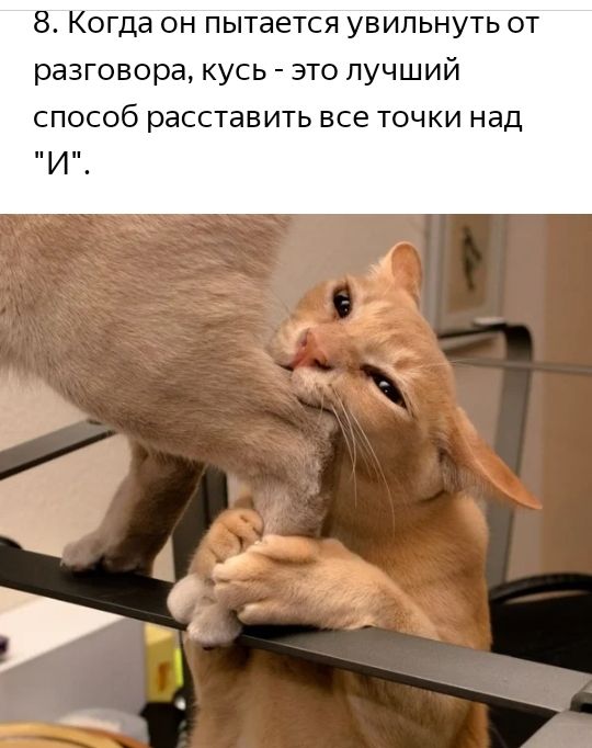 8 Когда он пытается увипьнуть от разговора кусь это лучший СПОСОб расставить все ТОЧКИ над И