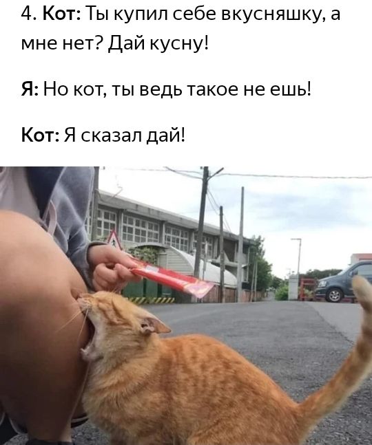 4 Кот Ты купил себе вкусняшку а мне нет Дай кусну Я Но кот ты ведь такое не ешь Кот Я сказал дай