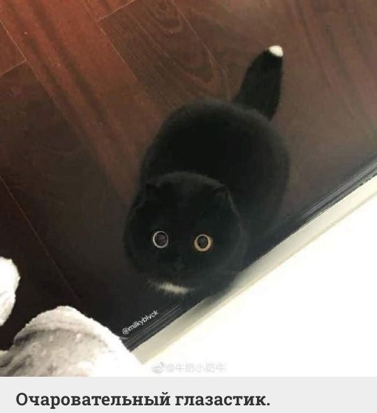Очаровательный гпазастик