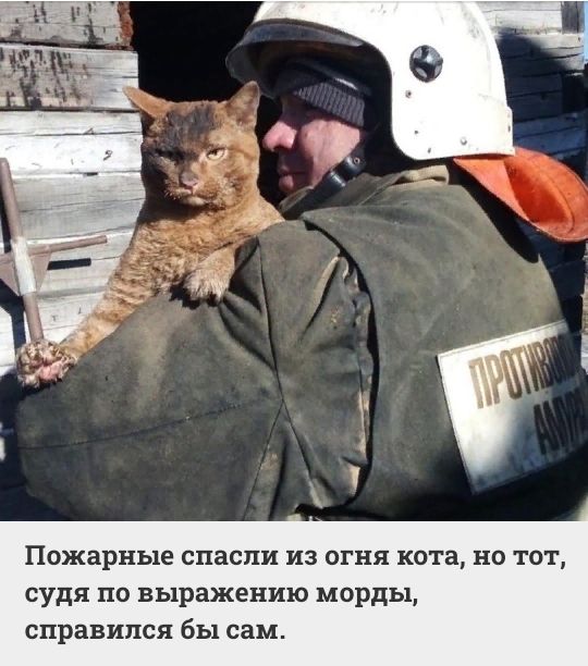 Пожарные спасли ИЗ ОГНЯ кота НО ТОТ судя ПО ВЪЦЗЕЖЕНИЮ МОрдЪ1 справился бы сам