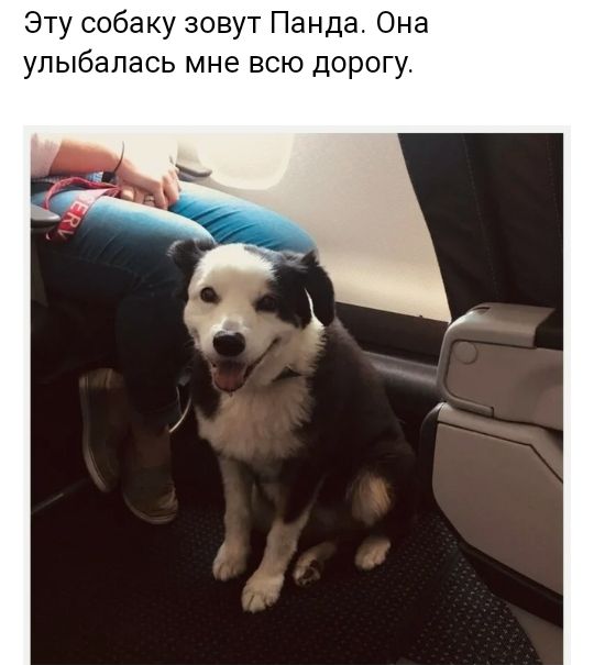 Эту собаку зовут Панда Она улыбалась мне всю дорогу