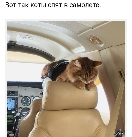 ВОТ так КОТЫ СПЯТ В самолете