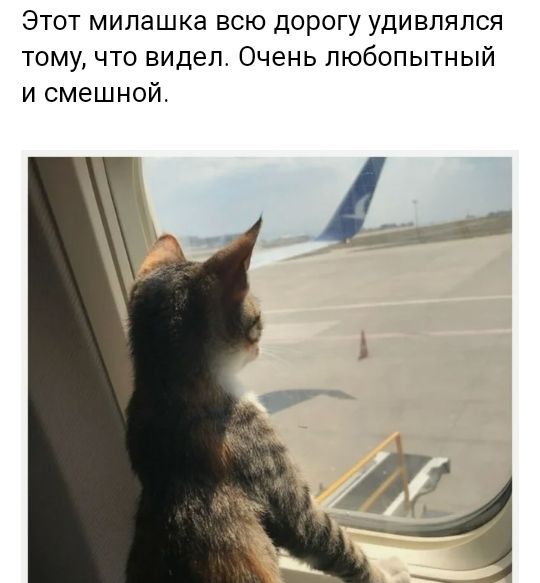 Этот милашка всю дорогу удивлялся тому что видел Очень любопытный и смешной