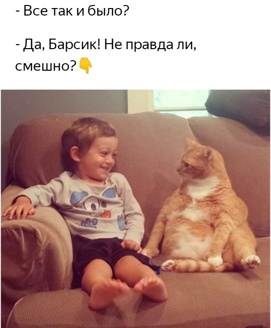 Все так и было Да Барсик Не правда ли смешно