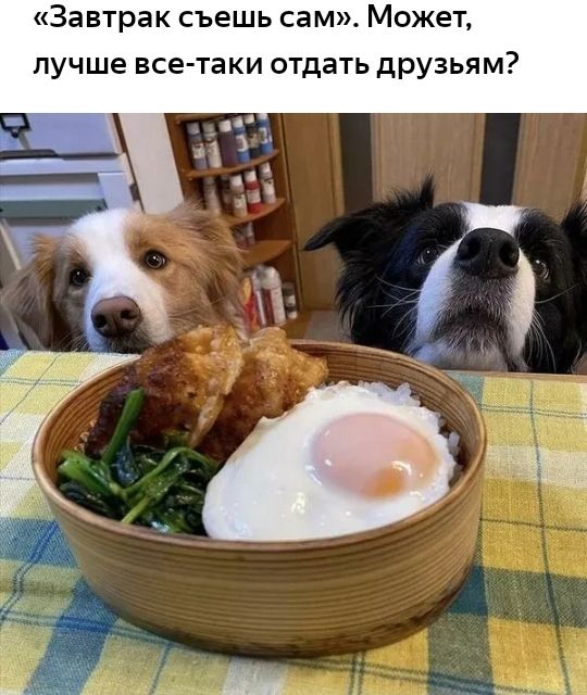Завтрак съешь сам Может лучше все таки отдать друзьям
