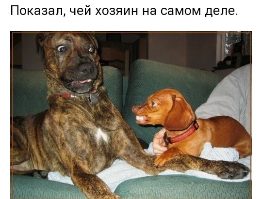 Показал чей хозяин на самом деле