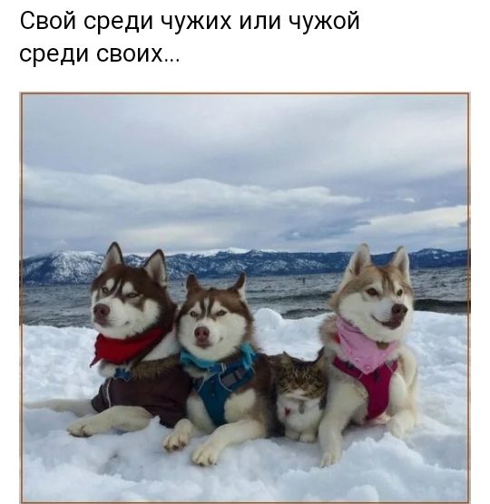 Свой среди чужих или чужой среди своих