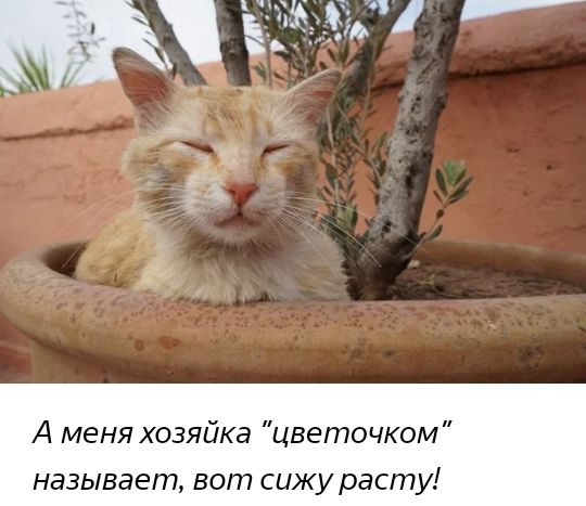 А меня хозяйка цветочком называет вот сижу расту