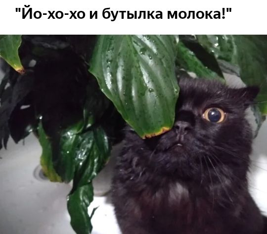 Йо хо хо и бутылка молока