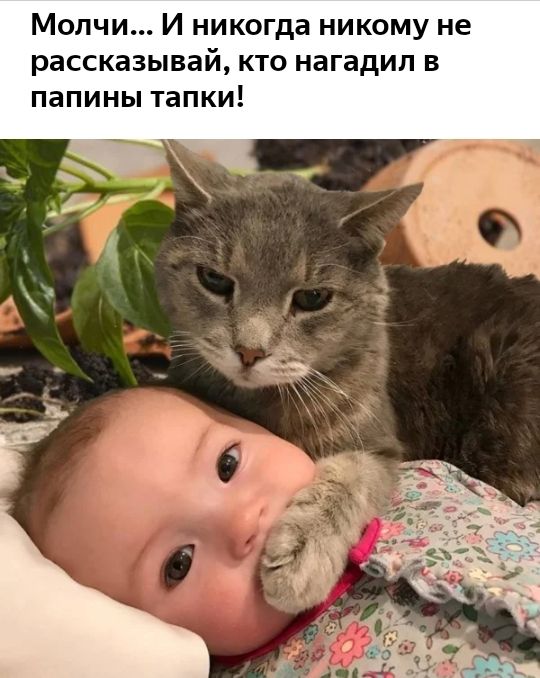 Молчи И никогда никому не рассказывай кто нагадил в папины тапки