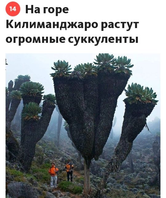 На горе Килиманджаро растут огромные суккуленты