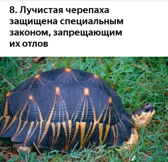 8 Лучистая черепаха защищена специальным законом запрещающим их отлов