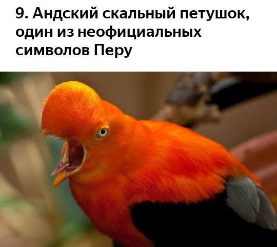 9 Андский скальный петушок один из неофициальных символов Перу