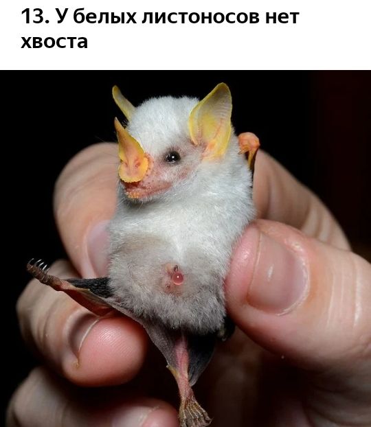13 У белых листоносов нет хвоста