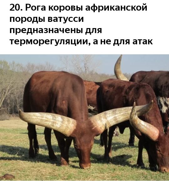 20 Рога коровы африканской породы ватусси предназначены для терморегуляции а не для атак