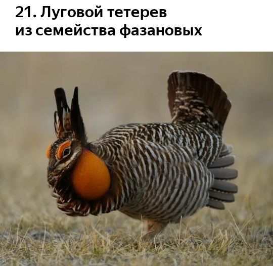 21 Луговой тетерев из семейства фазановых Г