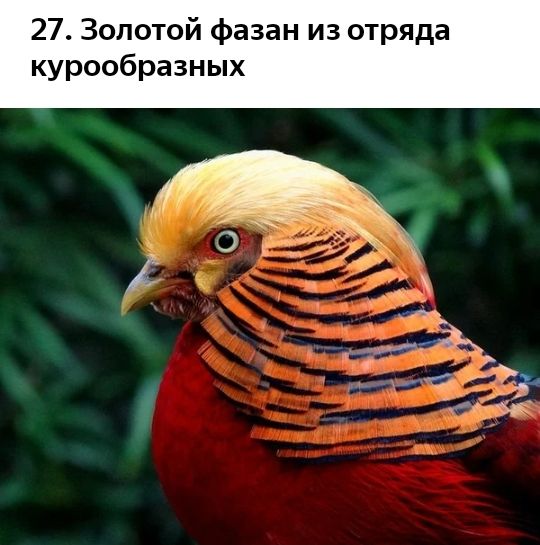 27 Золотой фазан из отряда курообразных