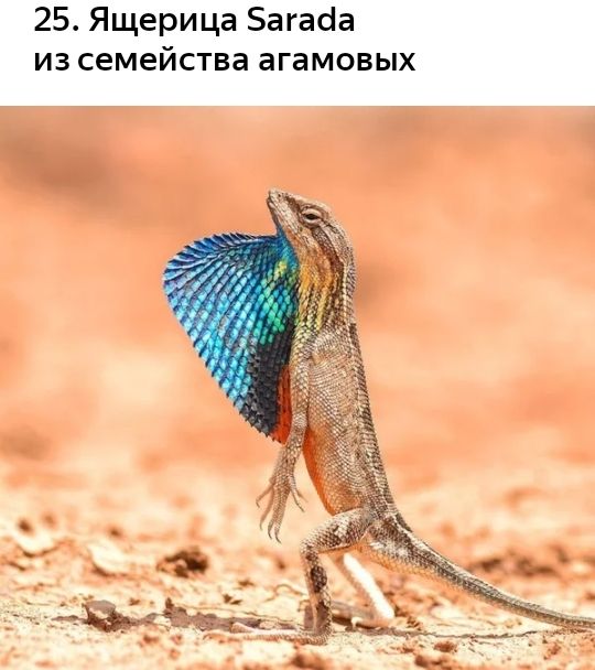 25 Ящерица Багасіа из семейства агамовых