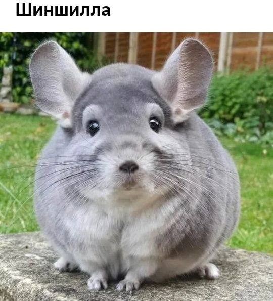Шиншилла