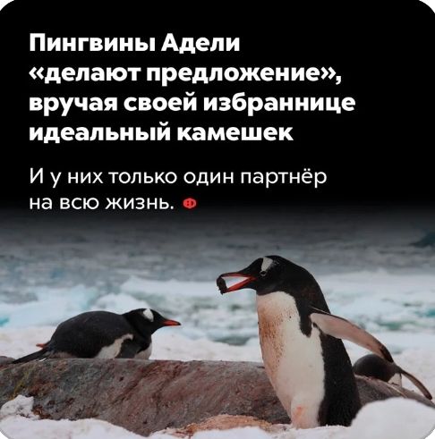 Пингвины Адели делают предложение вручая своей избраниице идеальный камешек И у них только один партнёр на всю жизнь