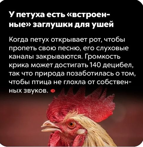 У петуха есгь встроен ные заглушки для ушей Когда петух открывает рот чтобы пропеть свою песню его слуховые каналы закрываются Громкость крика может достигать 140 децибел так что природа позаботилась о том чтобы птица не глохла от собствен НЫХ ЗВУКОЕ