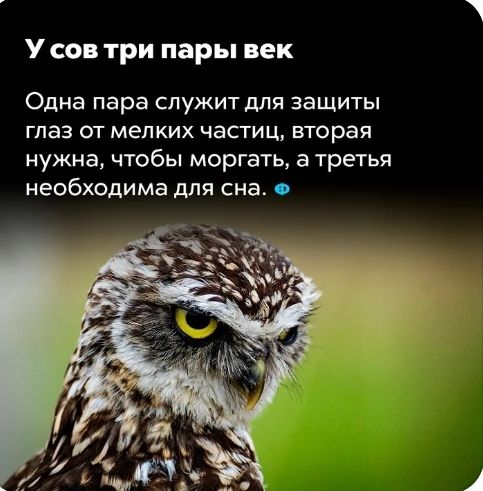 У сов три пары век Одна пара служит для защиты ГПЭЗ ОТ МЕЛКИХ ЧЭСТИЦ вторая нужна ЧТОБЫ моргать а третья необходима для сна