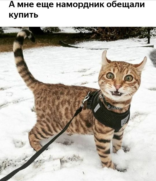 Амнеещенамордникобещапи купить