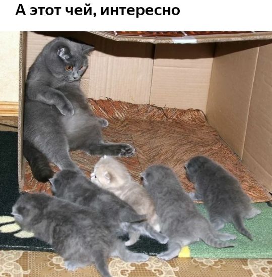 0 Н С е р 6 Т Н И А этот че