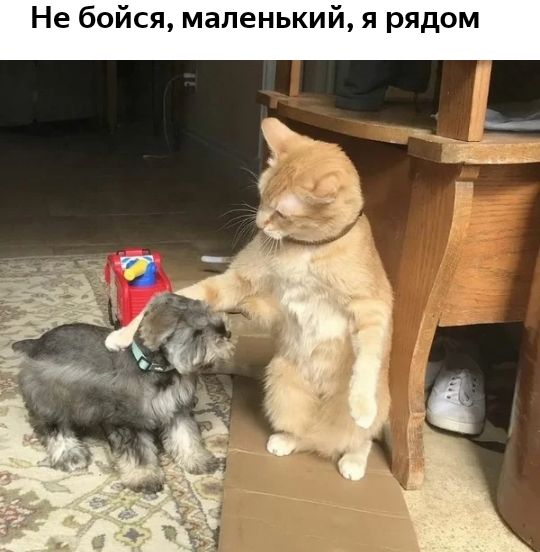 Не бойся маленький я рядом