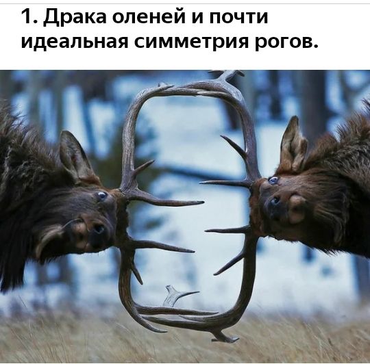 1 Драка оленей и почти идеальная симметрия рогов