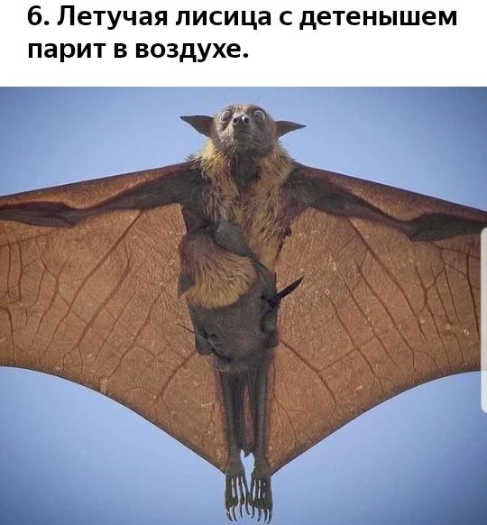 6 Летучая лисица с детенышем парит в воздухе