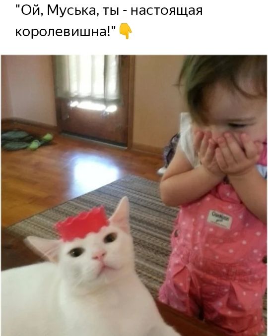 Ой Муська ты настоящая королевишна