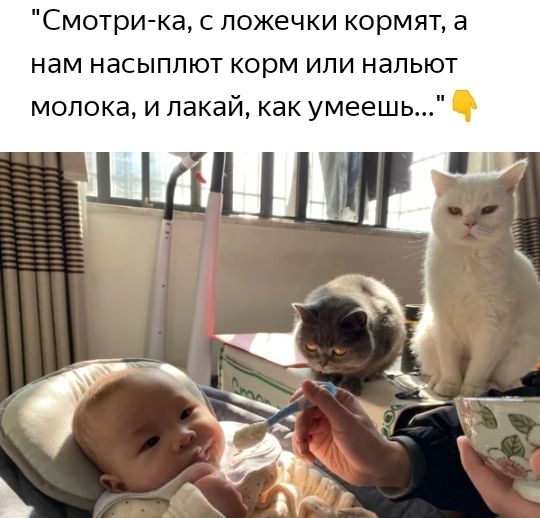 Смотри ка с ложечки кормят а нам насыппют корм или нальют молока и пакай как умеешь