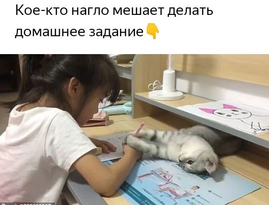 Кое кто нагло мешает делать домашнее задание